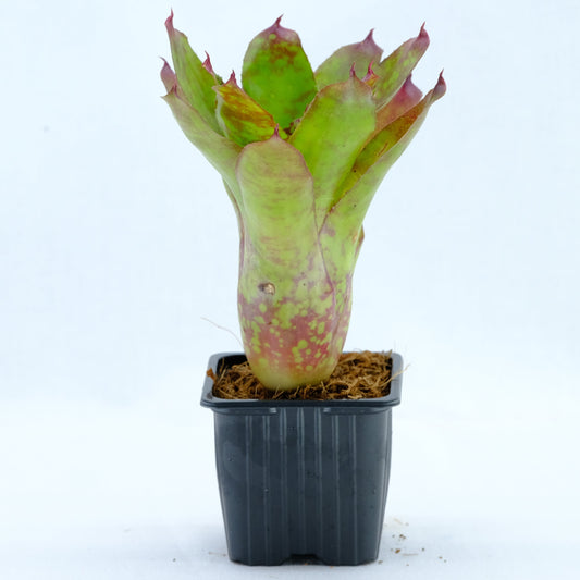 Neoregelia winnie the pooh
