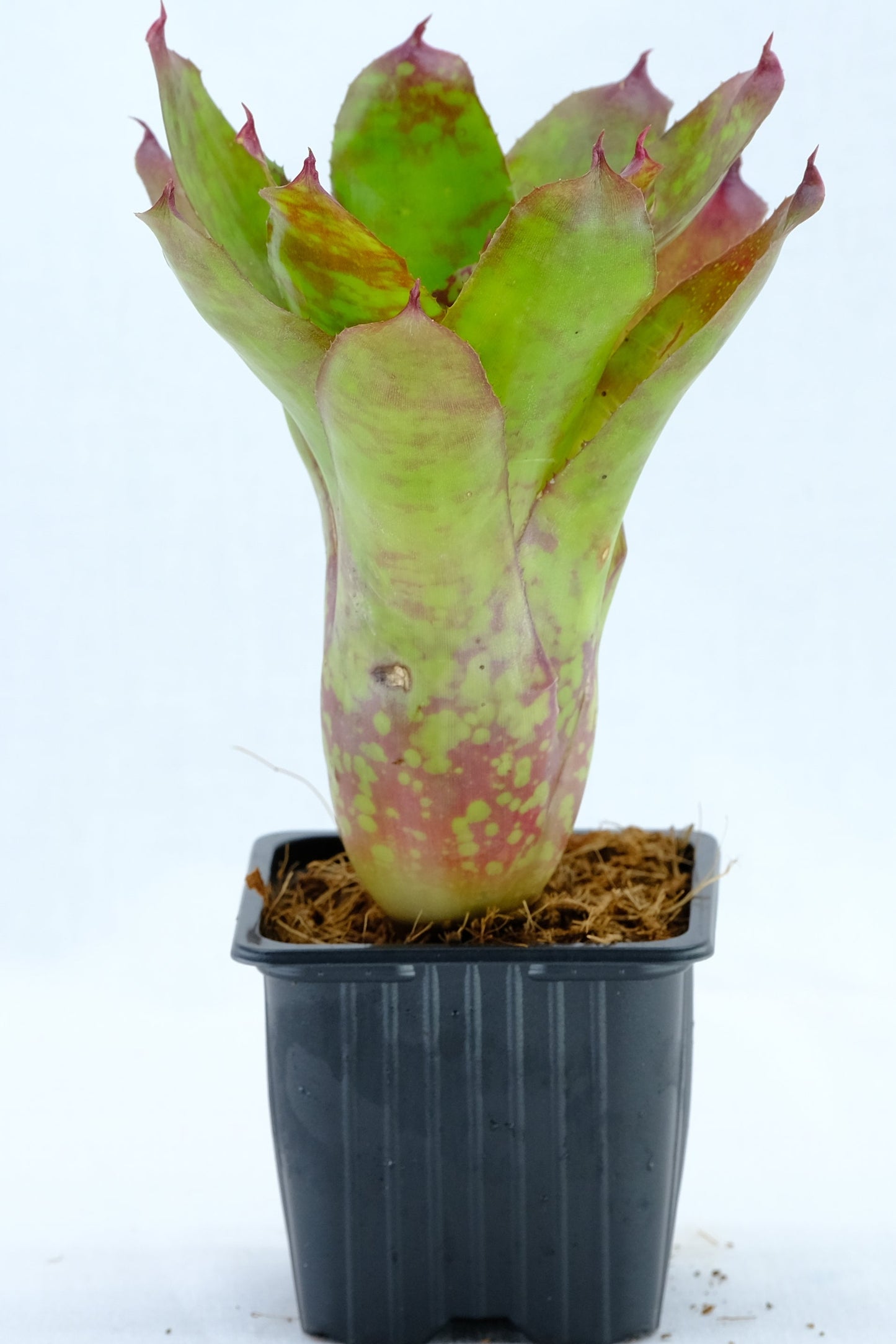 Neoregelia winnie the pooh