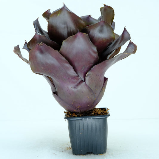 Neoregelia compact hybrid