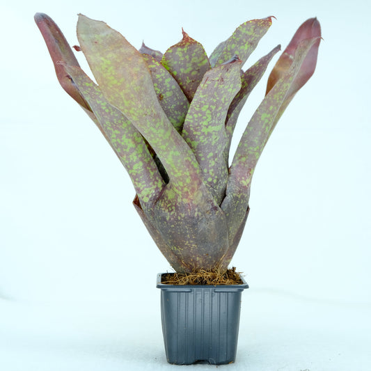 Neoregelia brown sugar