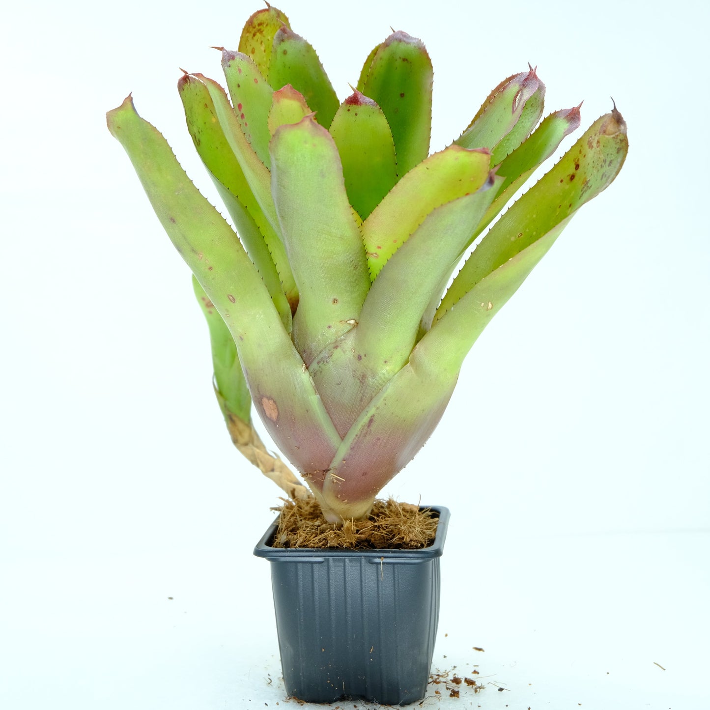 Neoregelia yellow spot