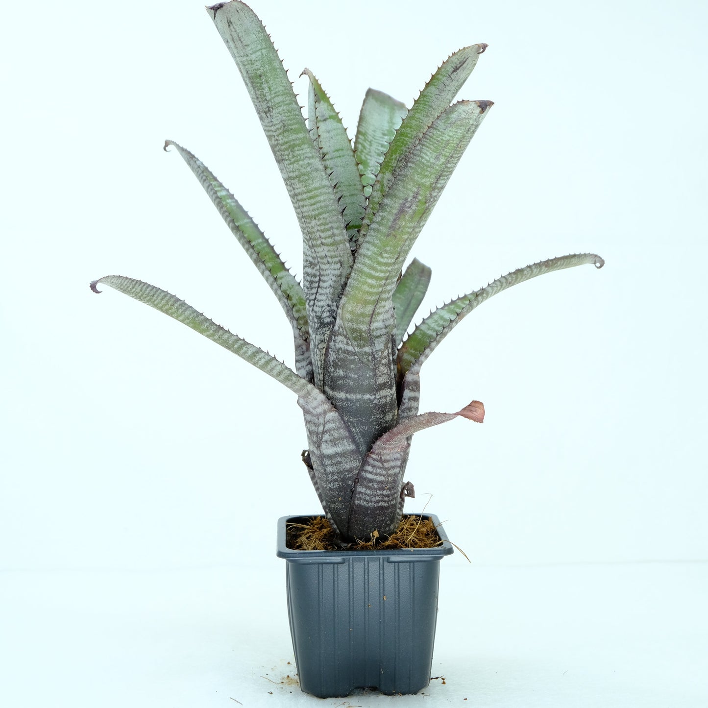 Aechmea nudicaulis Frosty the snowman