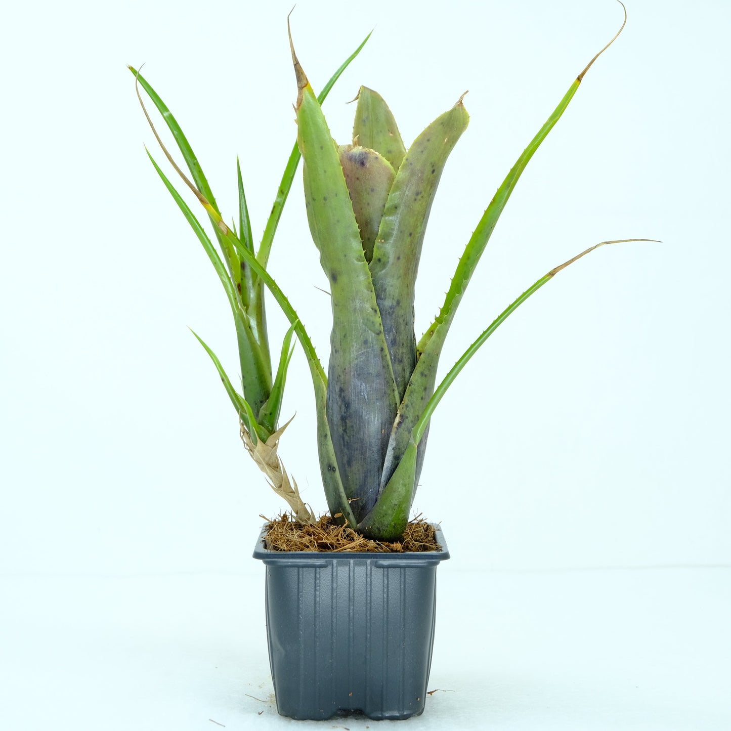 Neoregelia pauciflora yellow brown