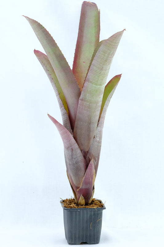 Aechmea quenta rubra