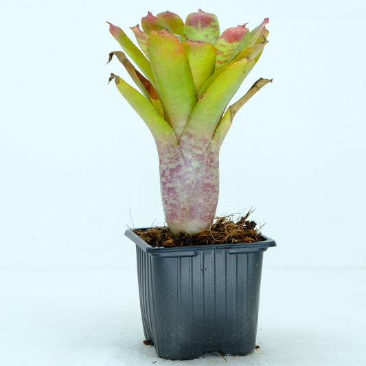Neoregelia wild tiger