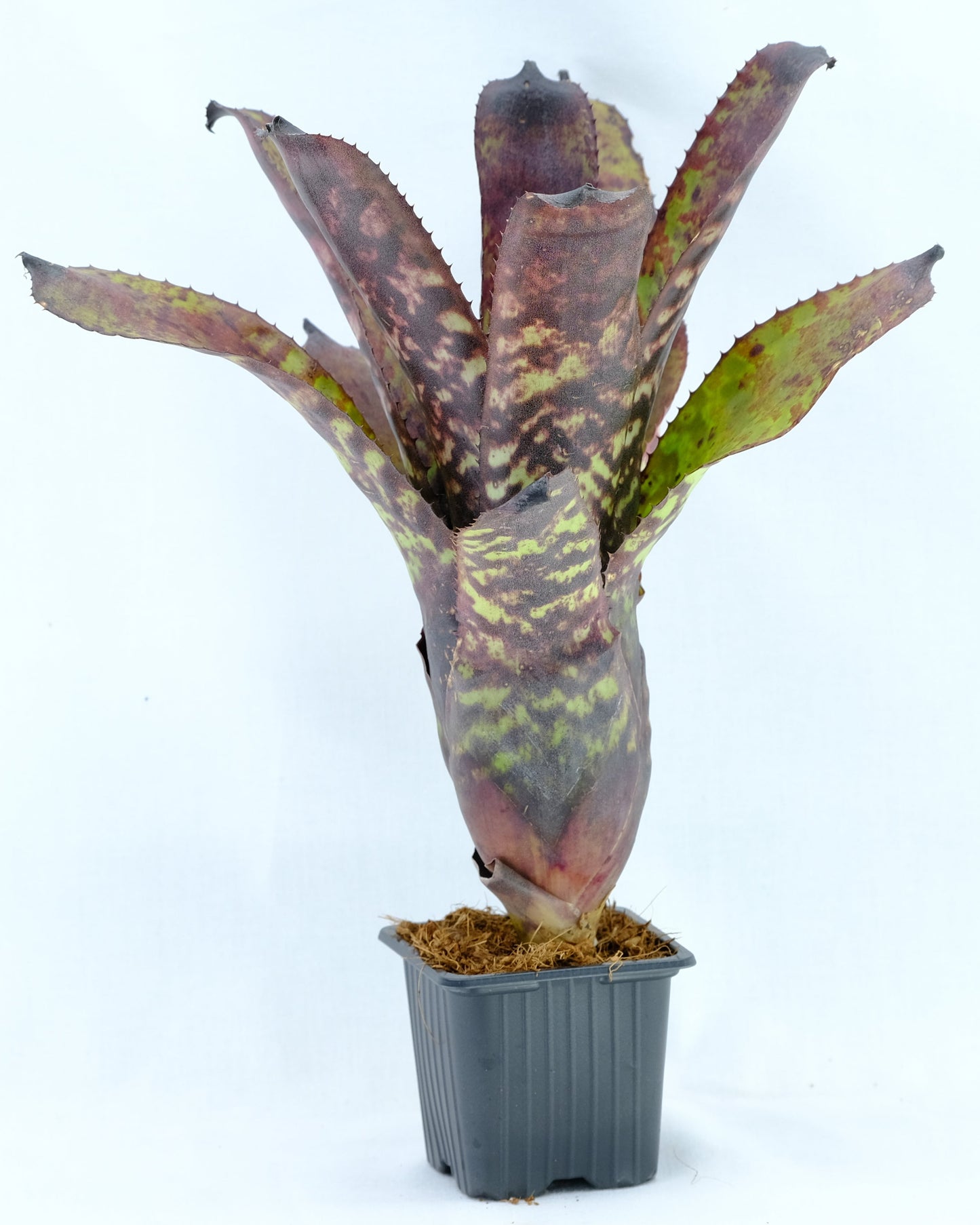 Aechmea aulandia hybrid