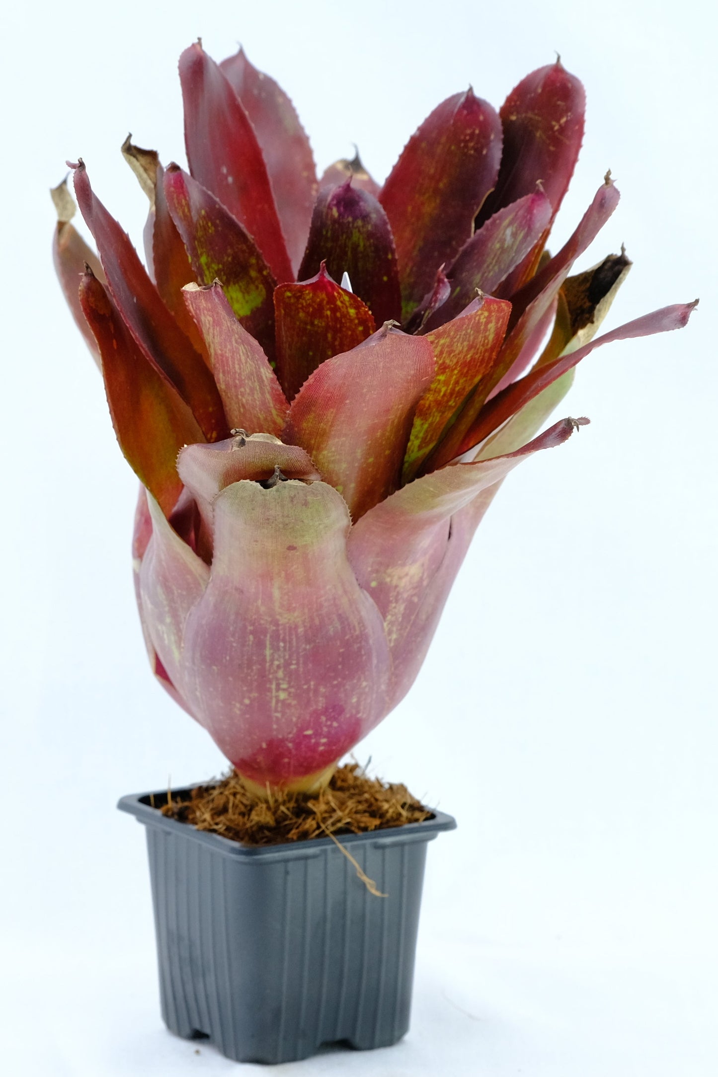 Neoregelia dragon fire