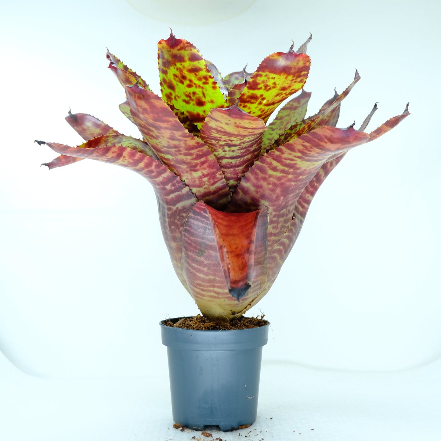 Neoregelia tiger head hybrid