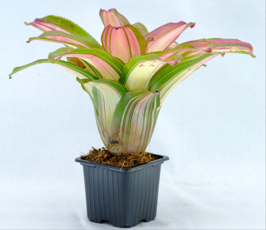 Neoregelia samsara