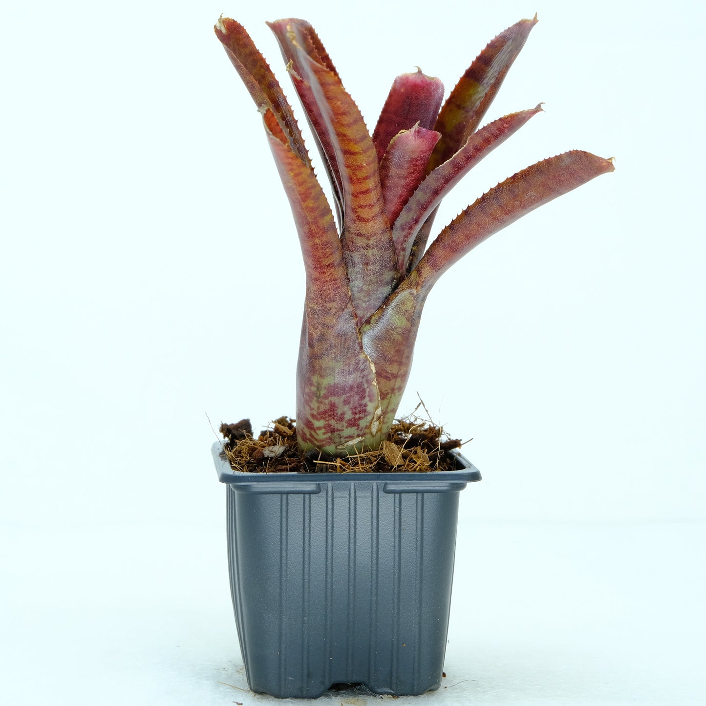 Neoregelia punctata red
