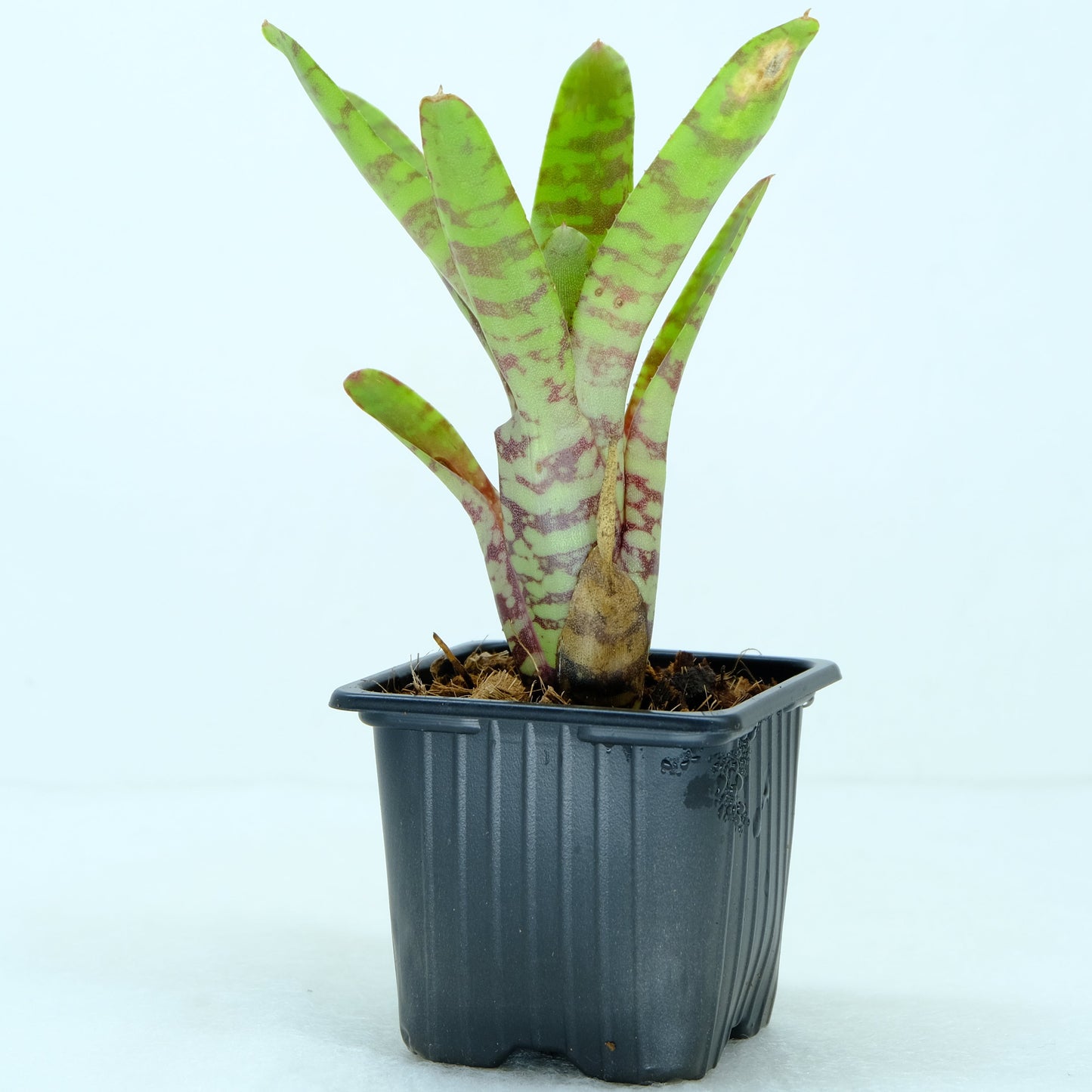 Neoregelia fever pitch