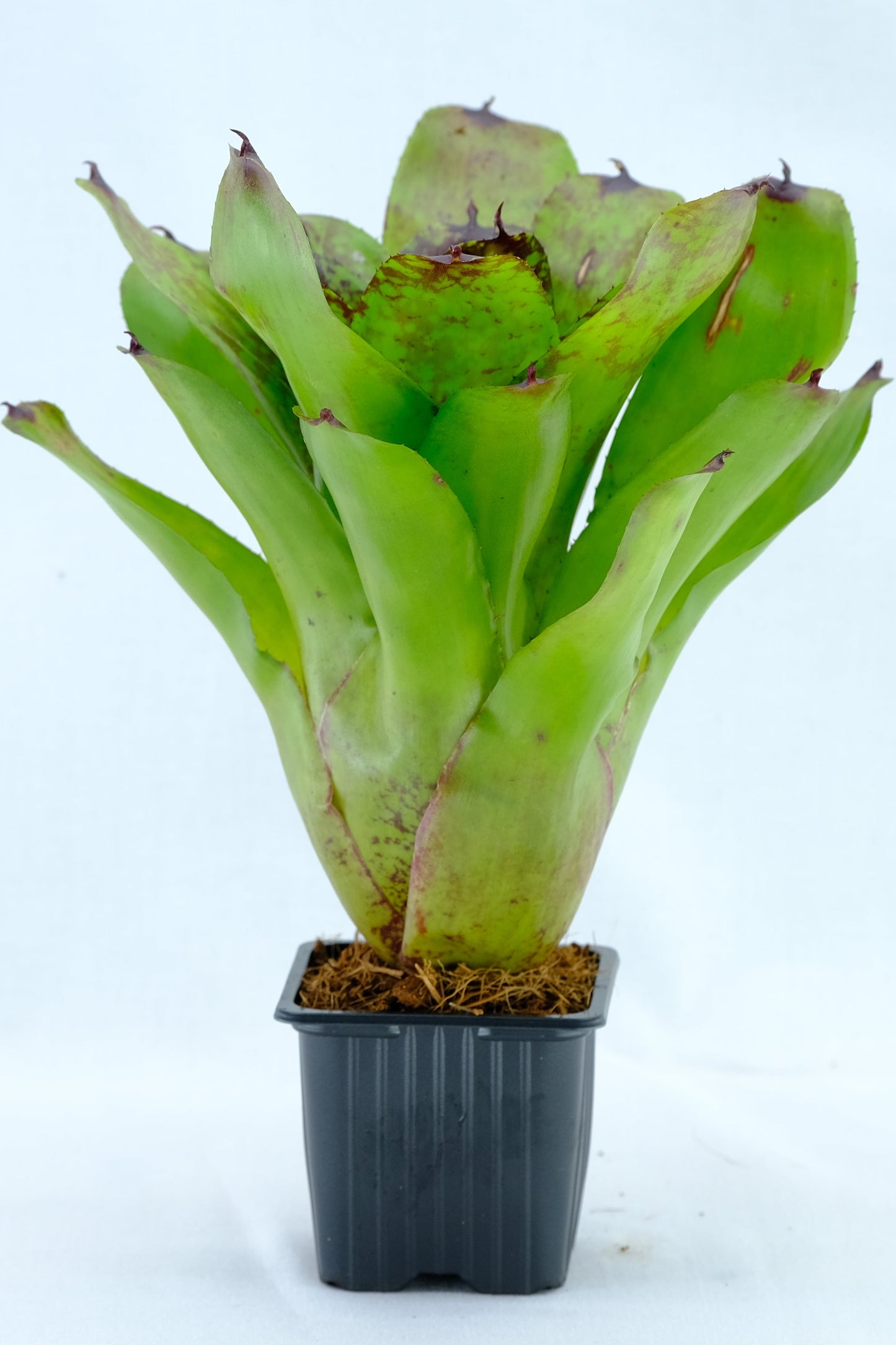 Neoregelia super cute