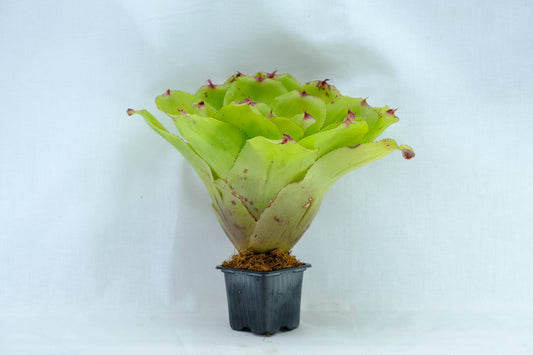 Neoregelia ninja hybrid