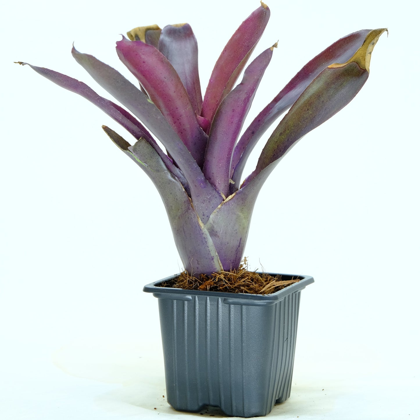 Neoregelia granada x pauciflora