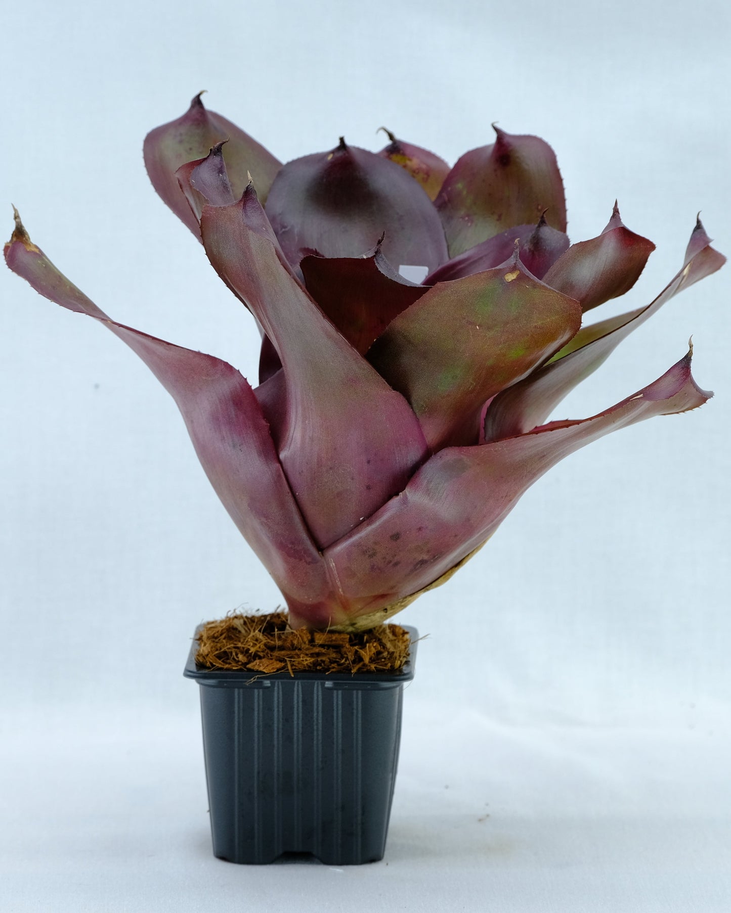 Neoregelia ninja hybrid purple