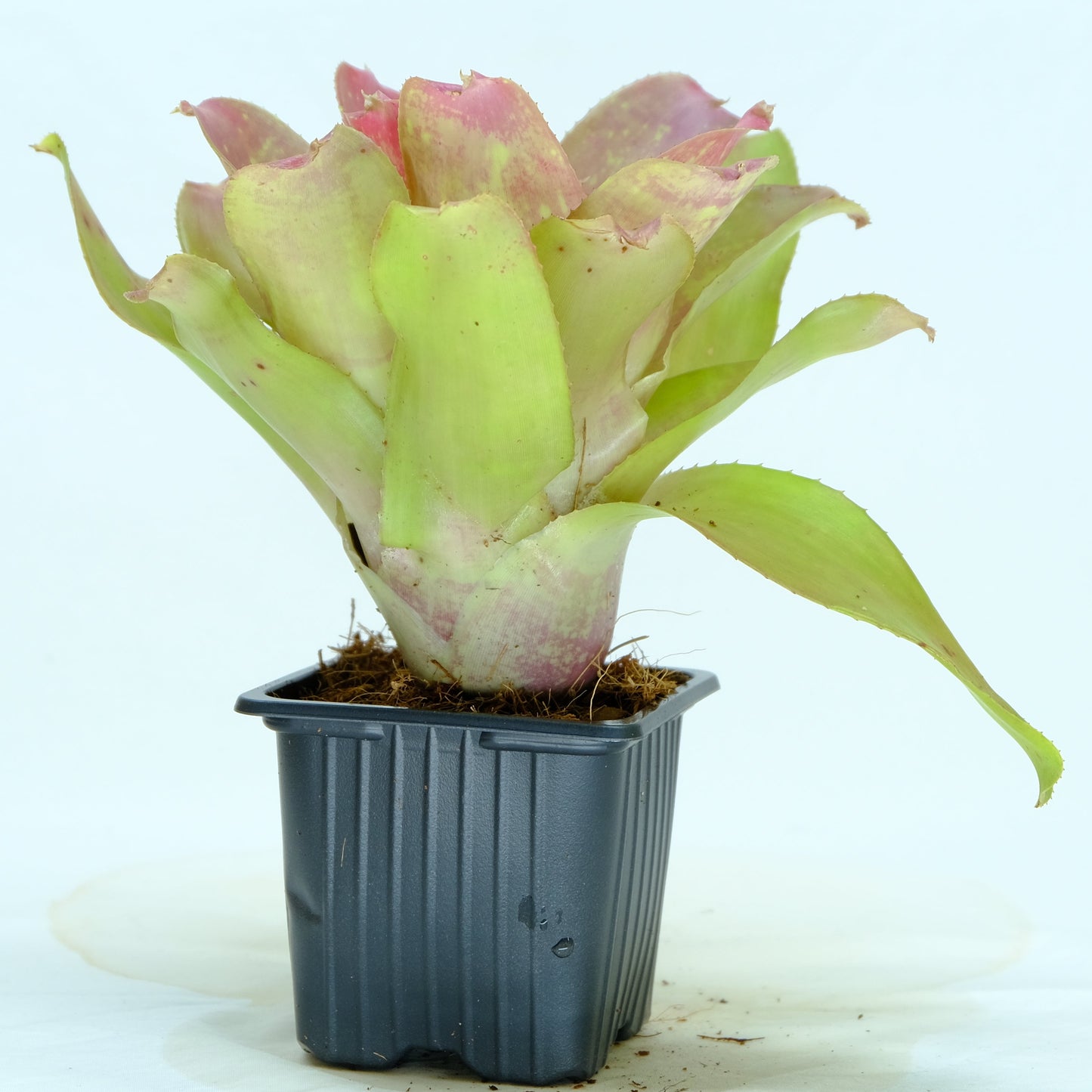 Neoregelia marble nize