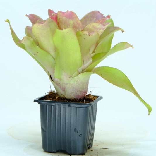 Neoregelia marble nize