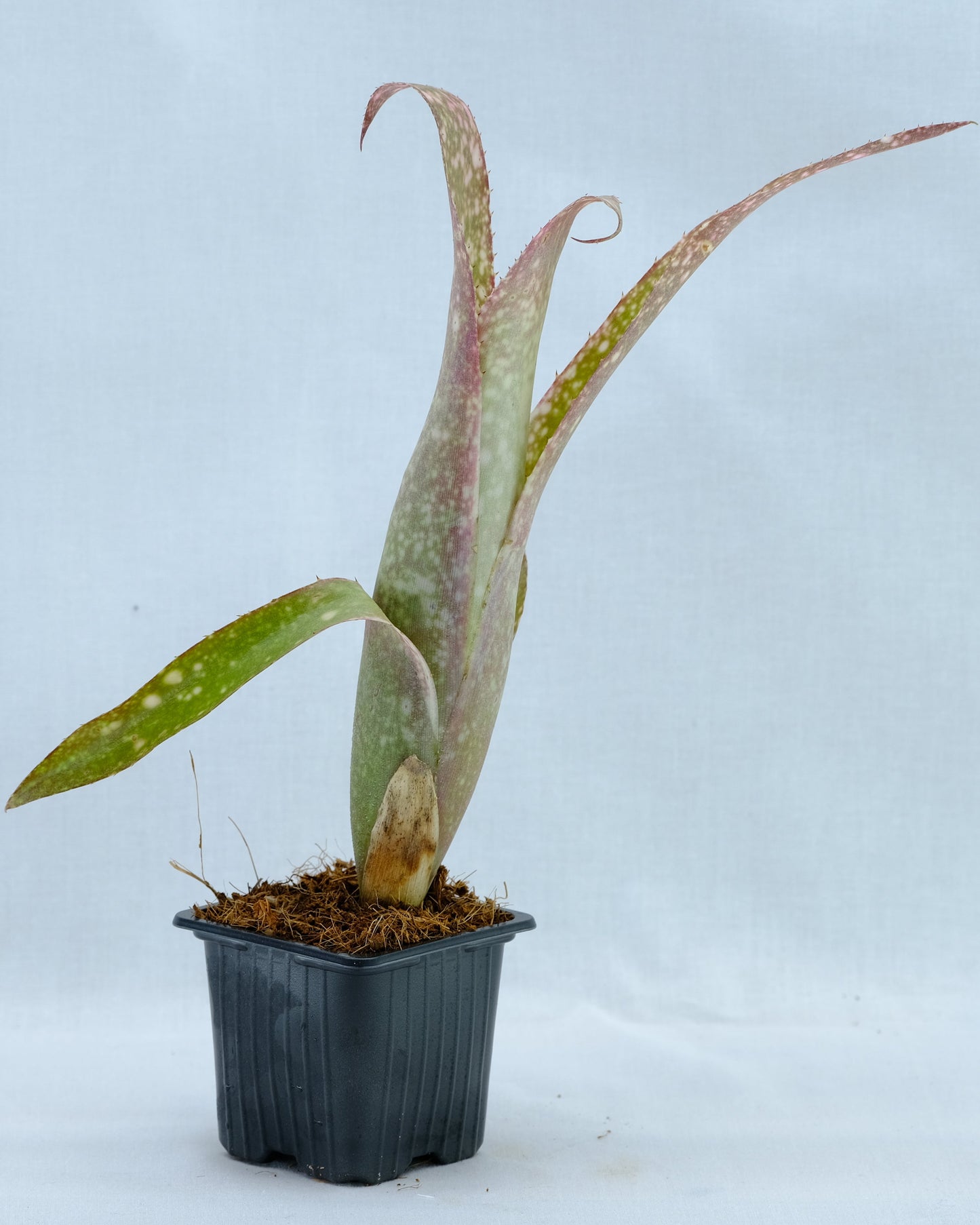 Bilbergia pixxie