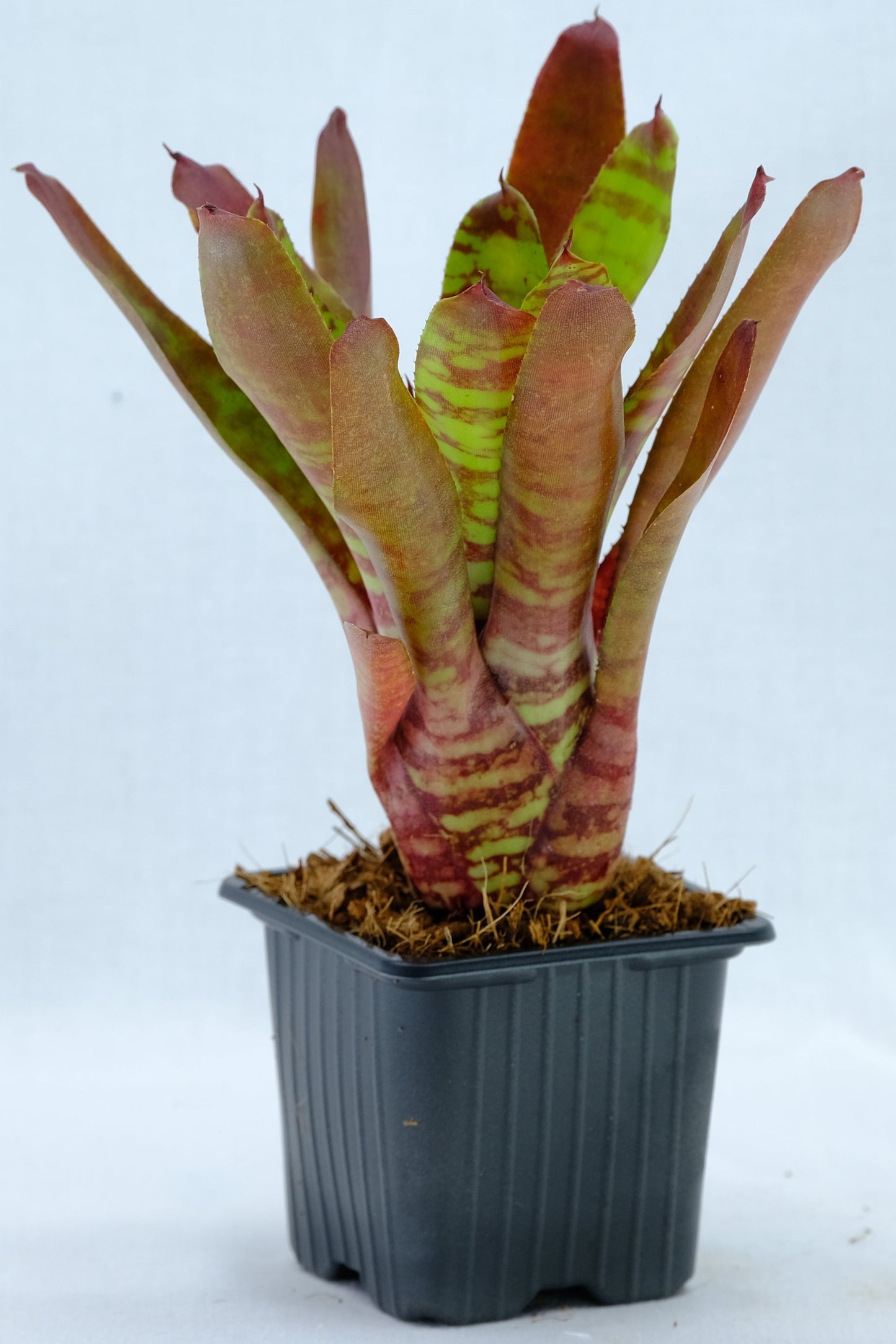 Neoregelia fever pitch