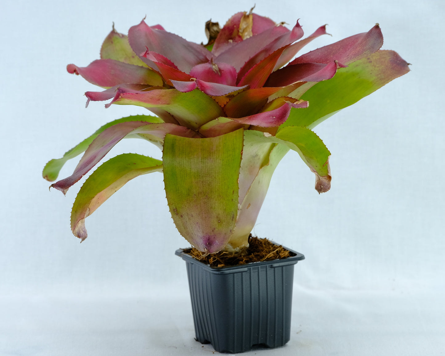 Neoregelia red tip