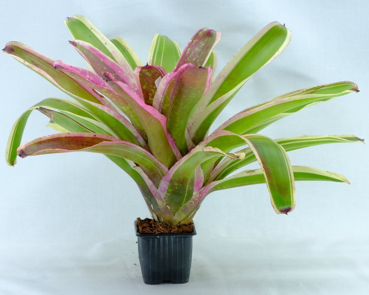 Neoregelia
