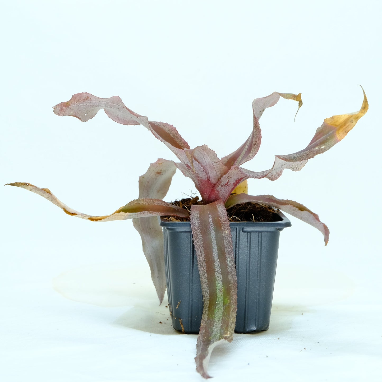 Cryptanthus menesca