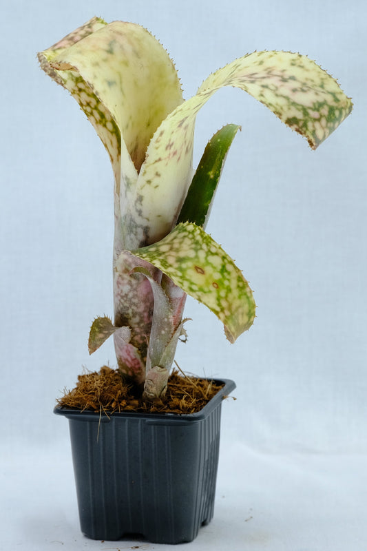 Bilbergia cimmeron
