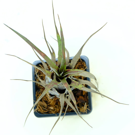 Vriesea flammea