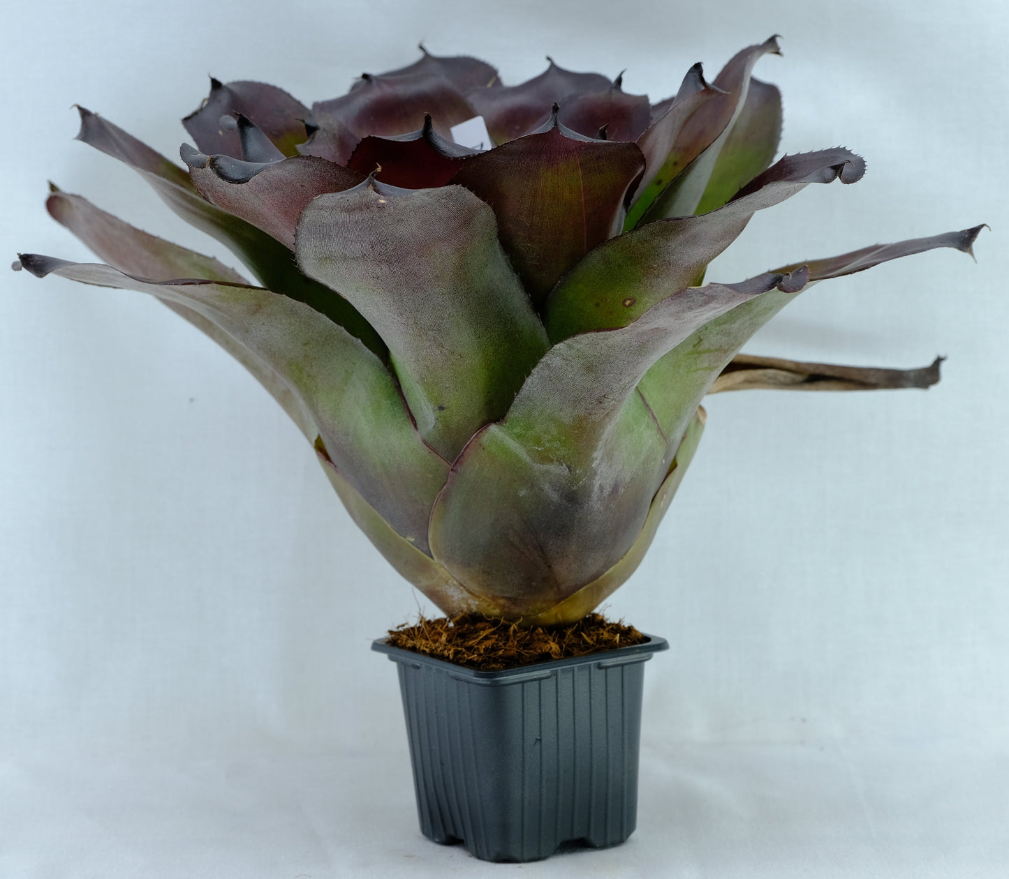 Neoregelia compact ninja hybrid