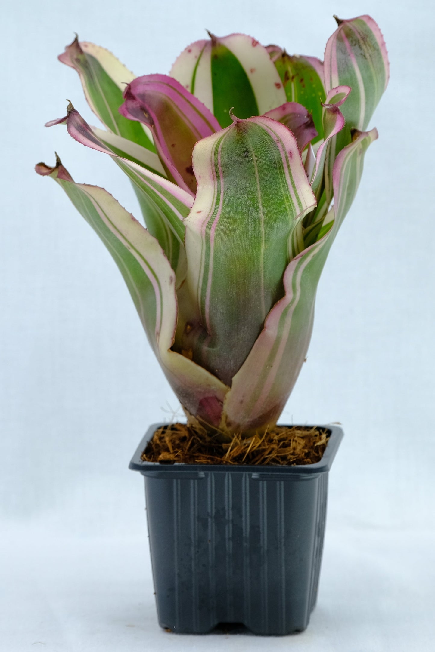 Neoregelia sister janet albo