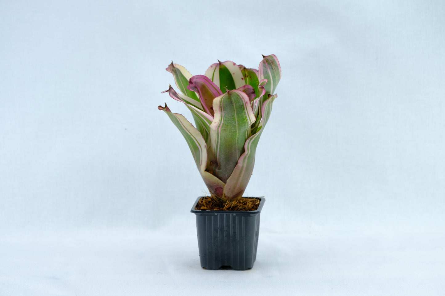 Neoregelia baby girl