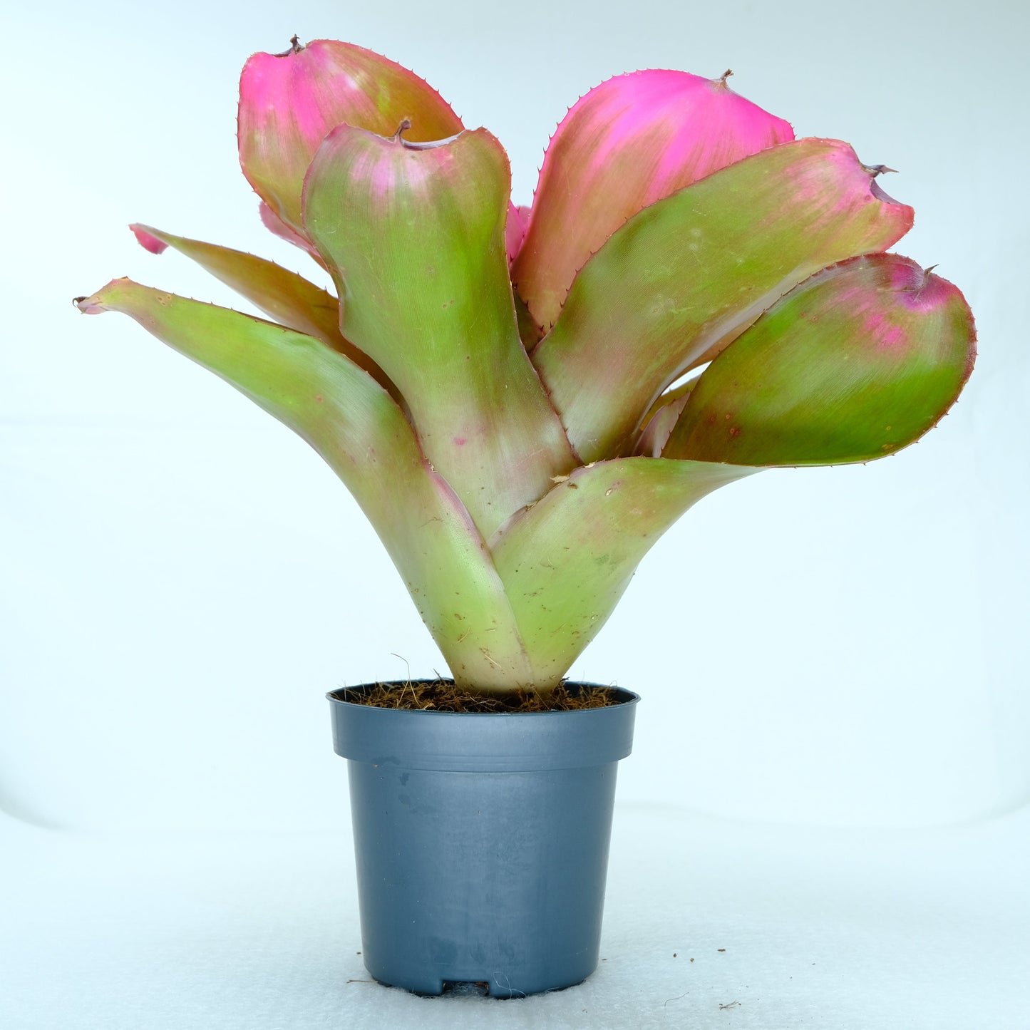 Neoregelia voodoo x lila