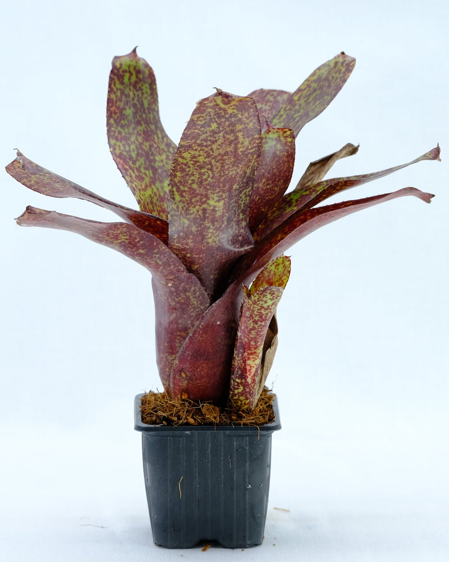 Neoregelia PHITS
