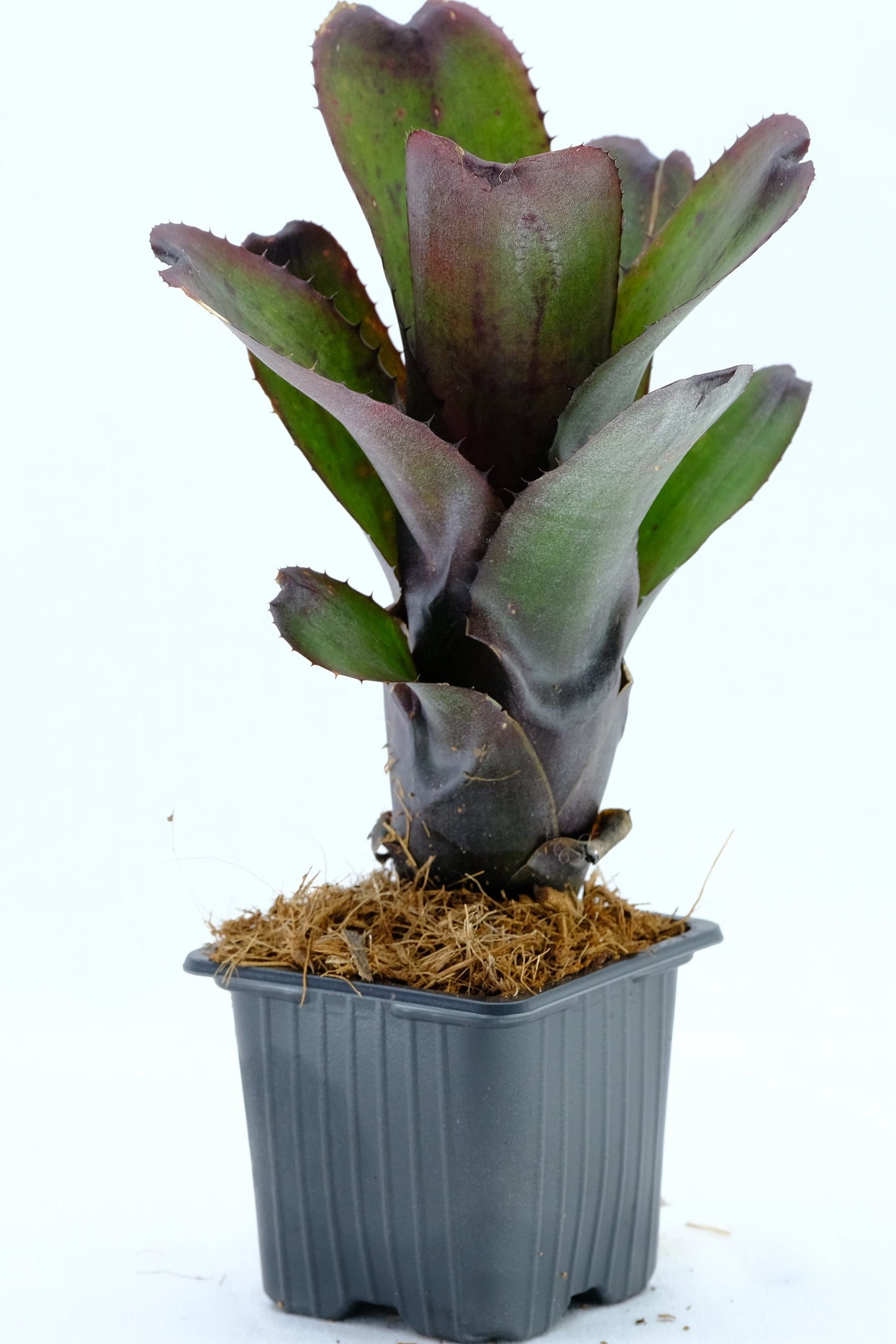 Aechmea nudicaulis red rubra