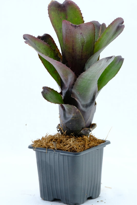 Aechmea nudicaulis red rubra