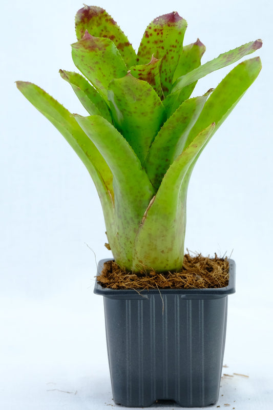Neoregelia cheers