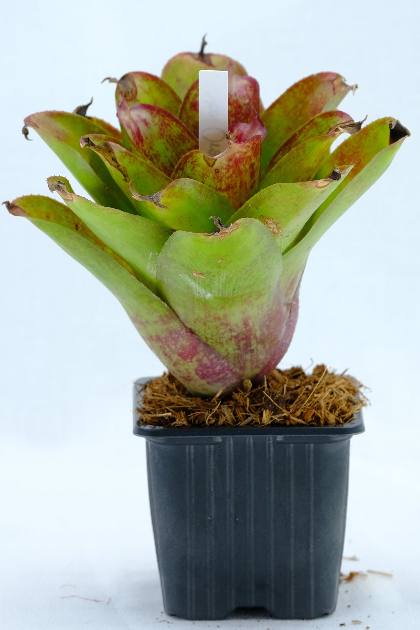 Neoregelia orange star
