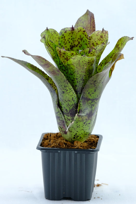 Neoregelia shamrock