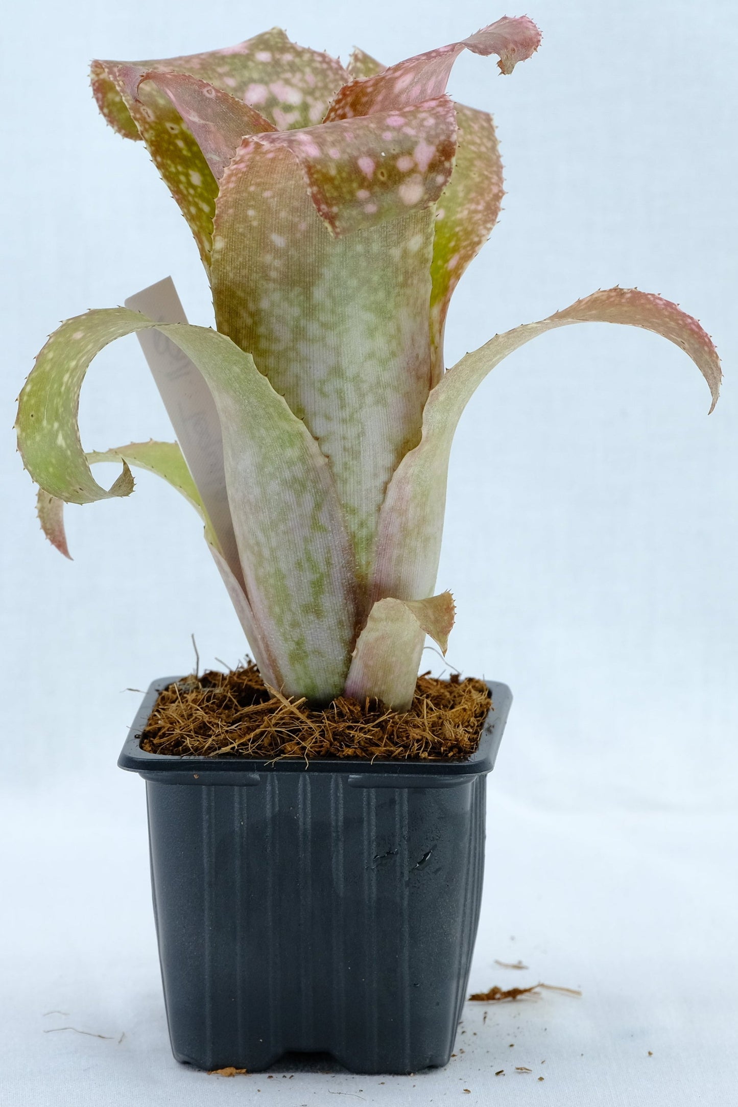 Bilbergia tequila sunset