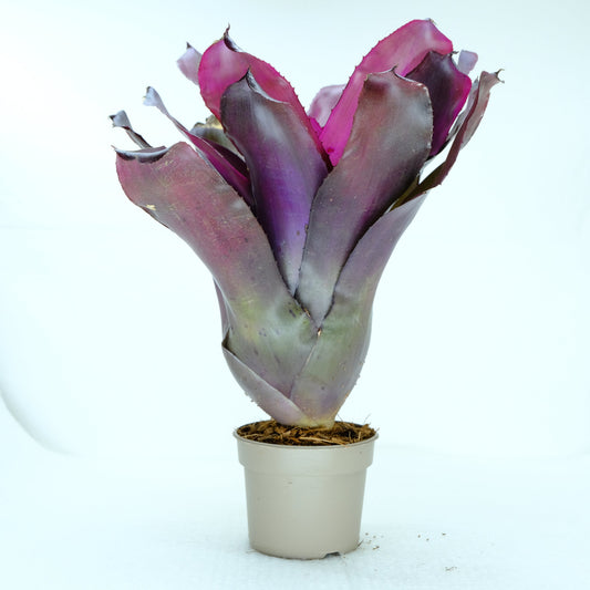 Neoregelia purple star hybrid