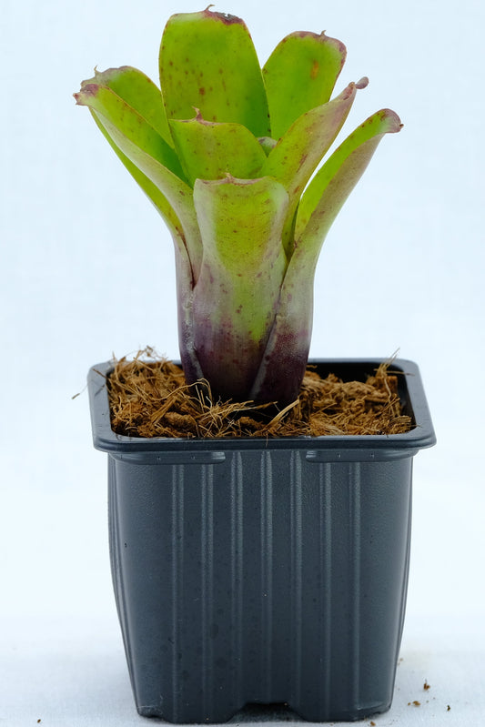 Neoregelia mini linda
