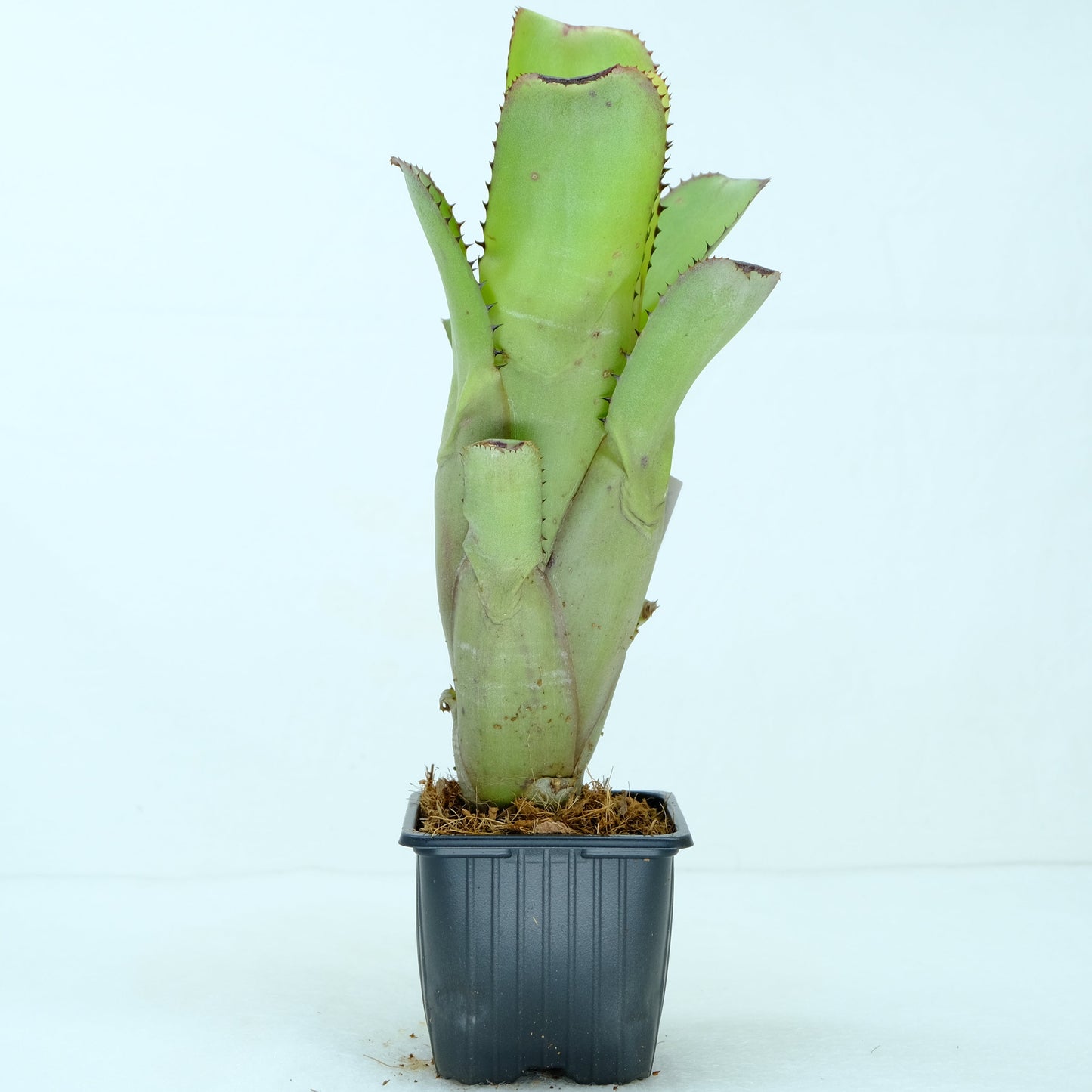 Aechmea nudicaulis good band