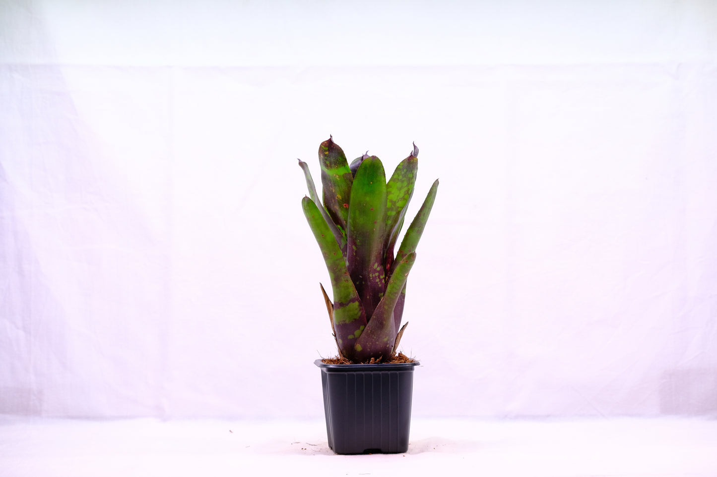 Neoregelia deep purple