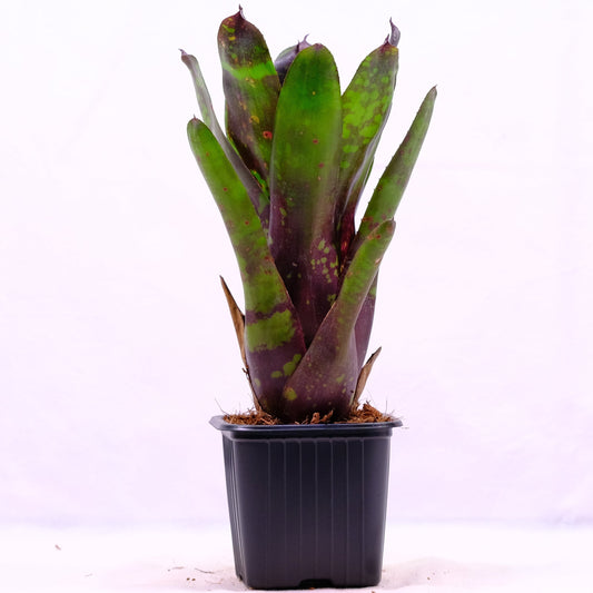 Neoregelia deep purple