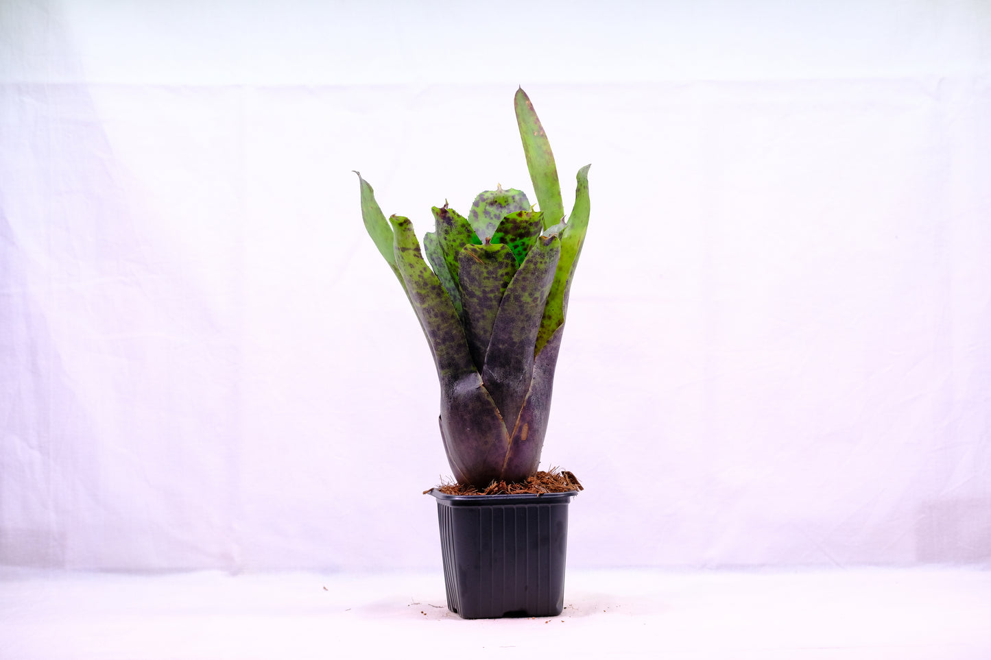 Neoregelia caviar