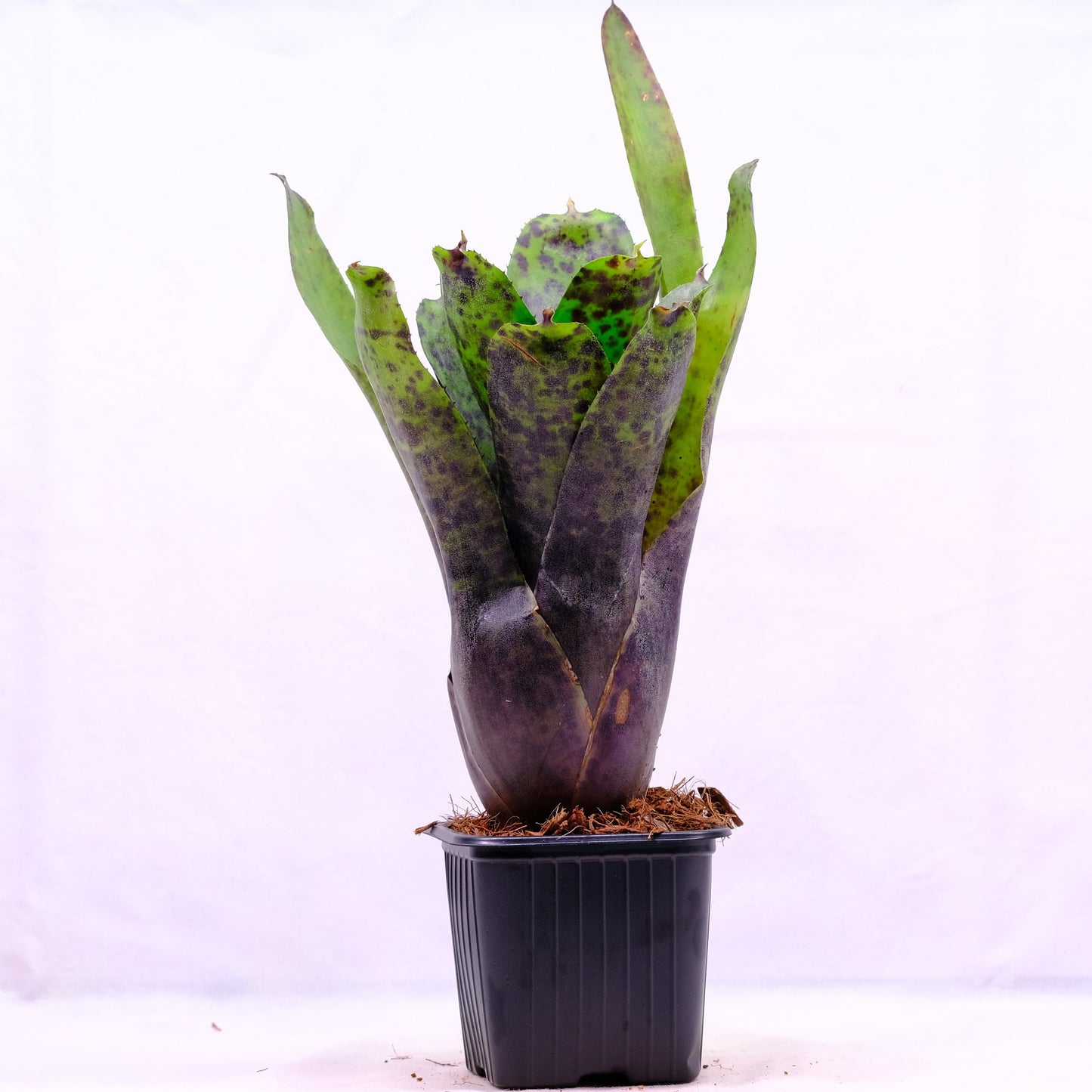 Neoregelia caviar