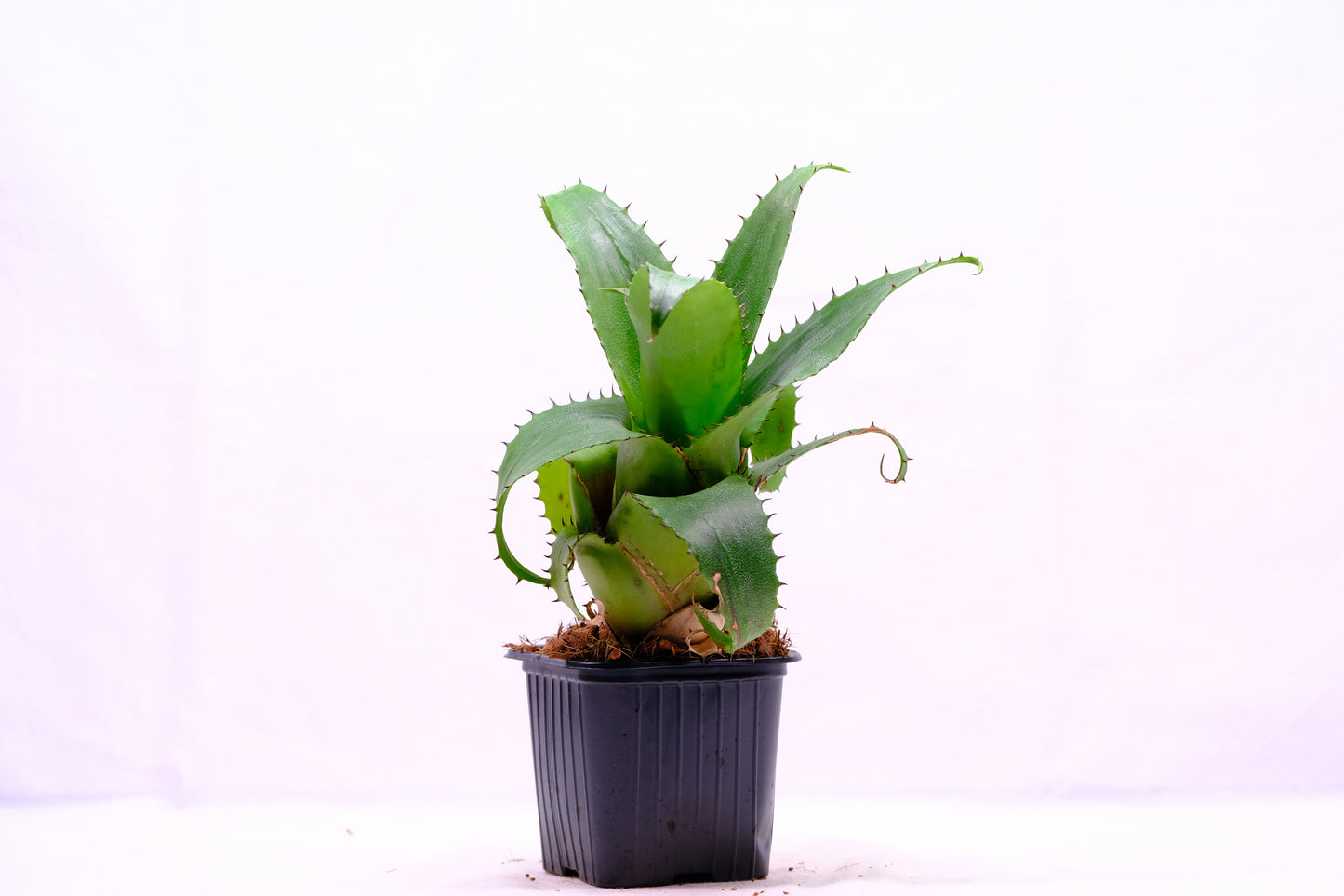 Neoregelia pendula hybrid
