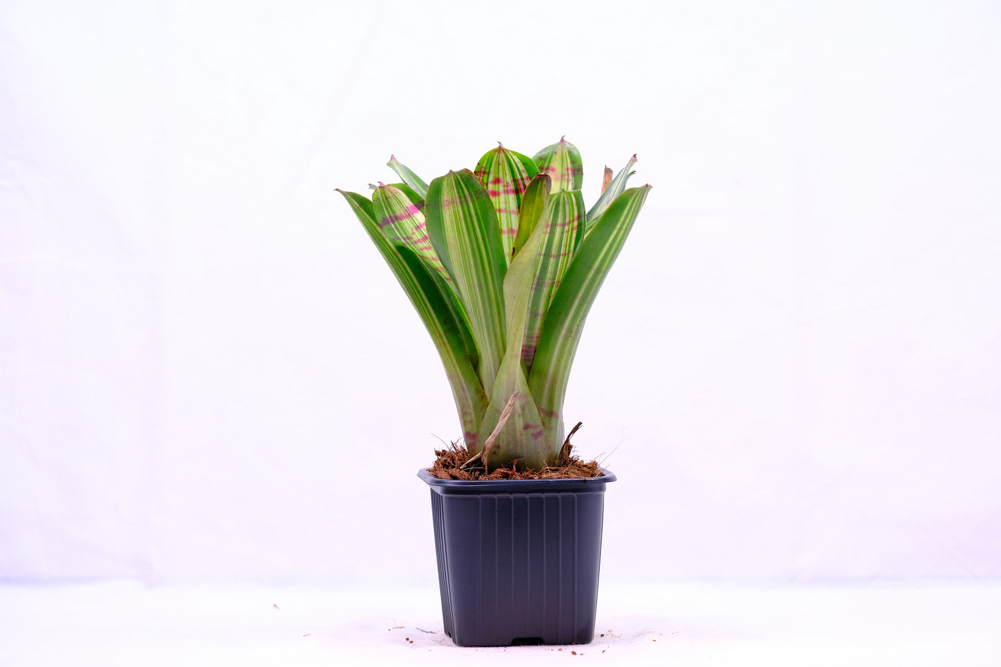 Neoregelia hopscotch