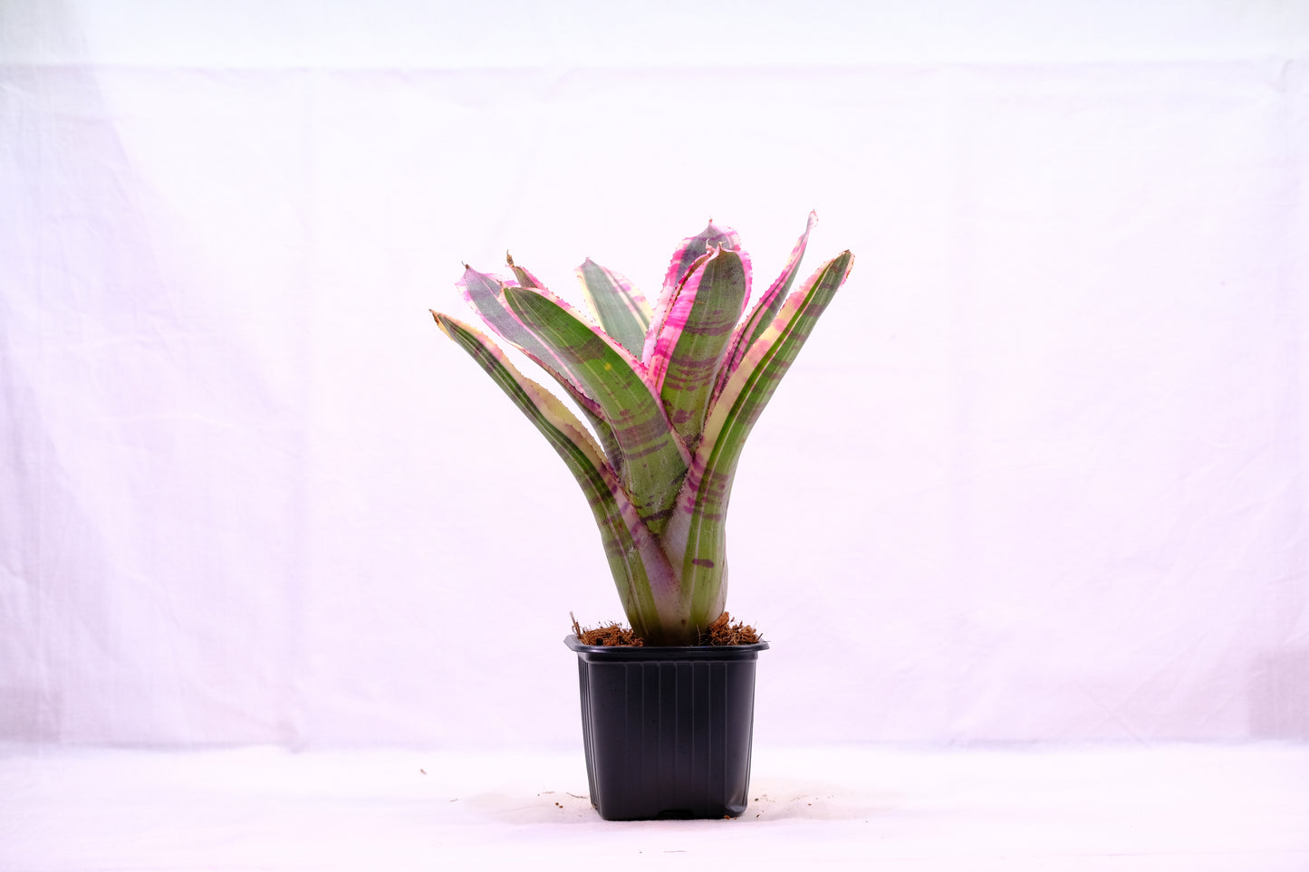 Neoregelia wild dynamo