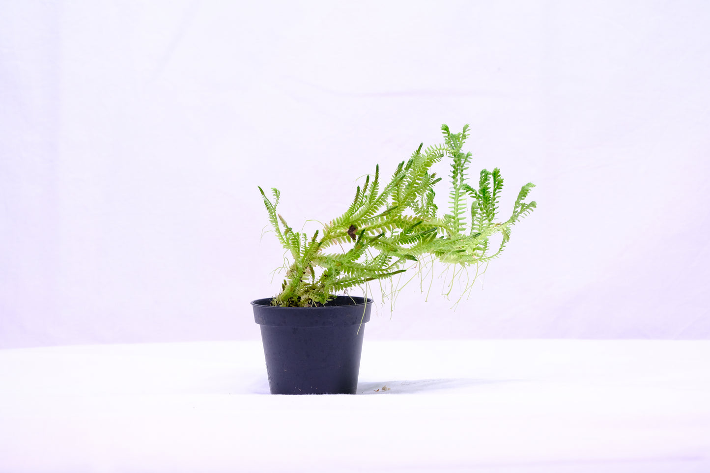 Selaginella sp. indonesia 'greenie'